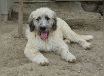 Taigo, geb. ca.09/2025, lebt in GRIECHENLAND, im städt. Tierheim Serres