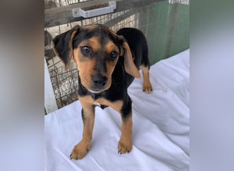 Linaria, geb. ca. 12/2025, lebt in GRIECHENLAND, im städt. Tierheim Serres