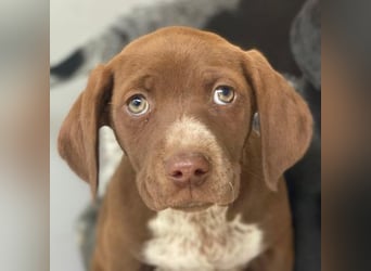 Castanea, geb. ca. 11/2025, lebt in GRIECHENLAND, auf einer privaten Pflegestelle