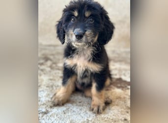 Ginger, geb. ca. 05/2026, lebt in GRIECHENLAND, im städt. Tierheim Serres