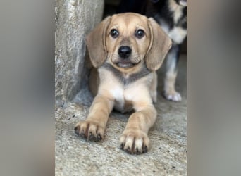 Vanilla, geb. ca. 05/2026, lebt in GRIECHENLAND, im städt. Tierheim Serres