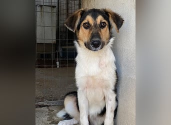 Kati, geb. ca. 03/2025, lebt in GRIECHENLAND, im städt. Tierheim Serres