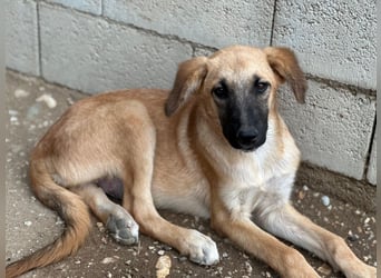 Cindy, geb. ca. 03/2026, lebt in GRIECHENLAND, im städt. Tierheim Serres