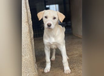 Liena, geb. ca. 12/2025, lebt in GRIECHENLAND, im städt. Tierheim Serres