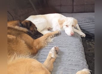 Balda, geb. ca. 02/2025, lebt auf einer Pflegestelle in 26826 Weener