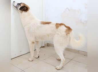 Taro, geb. ca. 08/2018, lebt in GRIECHENLAND, im städt. Tierheim Serres