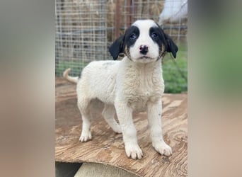 Hawaii, geb. ca. 11/2025, lebt in GRIECHENLAND, auf einer privaten Pflegestelle