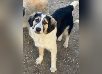 Rhydan, geb. ca.09/2025, lebt in GRIECHENLAND, im städt. Tierheim Serres