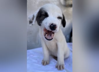 Alain, geb. ca. 06/2023, lebt in GRIECHENLAND, im städt. Tierheim Serres