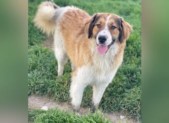 Barkley, geb. ca. 10/2024, lebt in GRIECHENLAND, auf einer privaten Pflegestelle