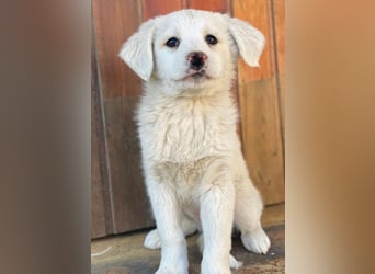 Saki, geb. ca. 03/2026, lebt in GRIECHENLAND, auf einer privaten Pflegestelle