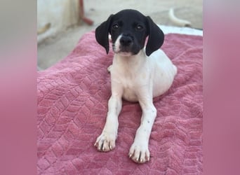 Yoshi, geb. ca. 05/2026, lebt in GRIECHENLAND, im städt. Tierheim Serres