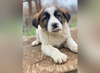 Diavolo, geb. ca. 11/2025, lebt in GRIECHENLAND, auf einer privaten Pflegestelle