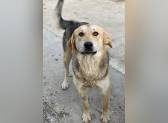 Ciri, geb. ca. 05/2024, lebt in GRIECHENLAND, im städt. Tierheim Serres