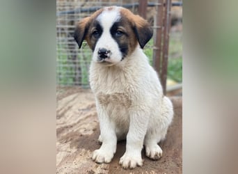 Diavolo, geb. ca. 11/2025, lebt in GRIECHENLAND, auf einer privaten Pflegestelle