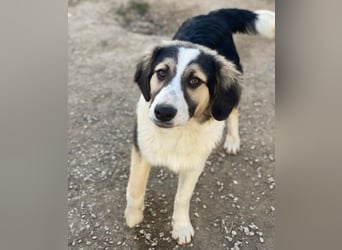 Rhydan, geb. ca.09/2025, lebt in GRIECHENLAND, im städt. Tierheim Serres