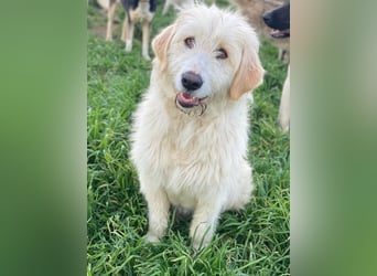 Arina, geb. ca. 10/2024, lebt in GRIECHENLAND, im städt. Tierheim Serres