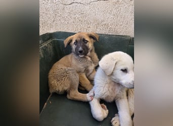 Amber, geb. ca. 02/2026, lebt in GRIECHENLAND, im städt. Tierheim Serres