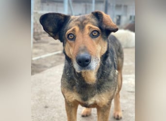 Violetta, geb. ca. 09/2018, lebt in GRIECHENLAND, im städt. Tierheim Serres