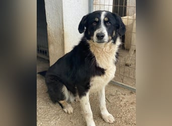 Cars, geb. ca. 12/2023, lebt in GRIECHENLAND, im städt. Tierheim Serres