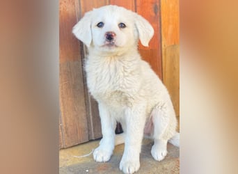 Saki, geb. ca. 03/2026, lebt in GRIECHENLAND, auf einer privaten Pflegestelle