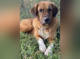 Maletto, geb. ca. 09/2018, lebt in GRIECHENLAND, im städt. Tierheim Serres