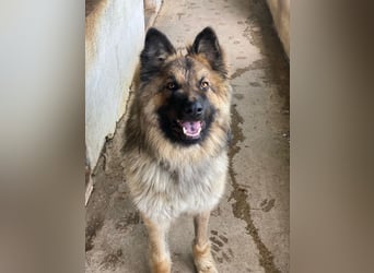 Joey, geb. ca. 08/2025, lebt in GRIECHENLAND, auf einer privaten Pflegestelle