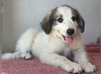 Paloma, geb. ca. 05/2026, lebt in GRIECHENLAND, im städt. Tierheim Serres