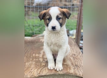 Calzone, geb. ca. 11/2025, lebt in GRIECHENLAND, auf einer privaten Pflegestelle