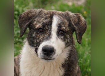 Paula, geb. ca. 07/2023, lebt in GRIECHENLAND, auf einem Gelände, Hunde werden notdürftig versorgt