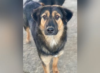 Glinda, geb. ca. 07/2025, lebt in GRIECHENLAND, im städt. Tierheim Serres