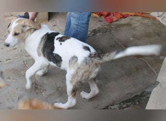 Pascale sucht sein Glück