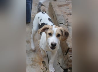 Pascale sucht sein Glück