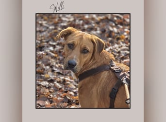 Katzenverträglicher Labrador-Mischling Willi, sozial u. lieb, wartet in Kamen! MIT VIDEOS!