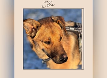 Katzenverträgliche Zaubermaus (12 Mon.) wartet in Erftstadt auf DEINEN Besuch! MIT VIDEOS!