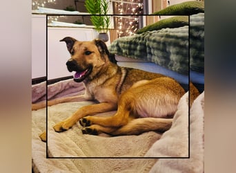 Katzenverträgliche Zaubermaus (12 Mon.) wartet in Erftstadt auf DEINEN Besuch! MIT VIDEOS!