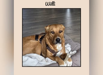 Katzenverträglicher Labrador-Mischling Willi, sozial u. lieb, wartet in Kamen! MIT VIDEOS!