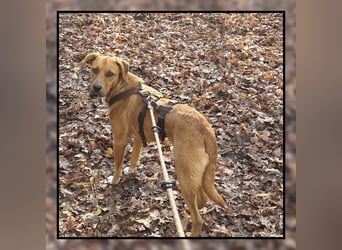 Katzenverträglicher Labrador-Mischling Willi, sozial u. lieb, wartet in Kamen! MIT VIDEOS!
