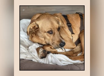 Katzenverträglicher Labrador-Mischling Willi, sozial u. lieb, wartet in Kamen! MIT VIDEOS!