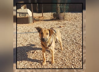 Katzenverträgliche Zaubermaus (12 Mon.) wartet in Erftstadt auf DEINEN Besuch! MIT VIDEOS!