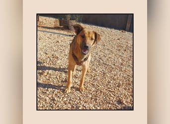 Katzenverträgliche Zaubermaus (12 Mon.) wartet in Erftstadt auf DEINEN Besuch! MIT VIDEOS!