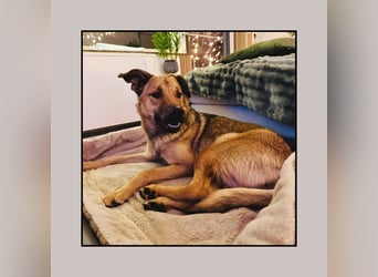 Katzenverträgliche Zaubermaus (12 Mon.) wartet in Erftstadt auf DEINEN Besuch! MIT VIDEOS!