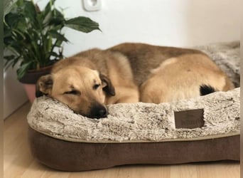 Lucky sehnt sich nach einem Für-immer-Zuhause