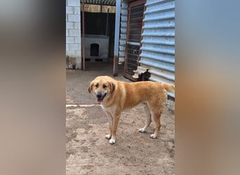 Ginger - der Schmusebär wartet schon so lange