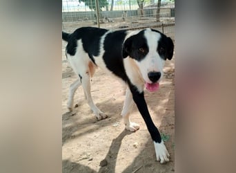 Swazi - toller Hund mit Überraschungseffekt