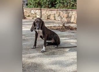 Leia - ganz besonderer Hund sucht ganz besondere Menschen