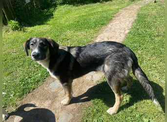 Vito - sanfter Traumhund in 54534 Karl