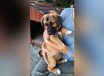 Faye - Kuschelpartner gesucht!