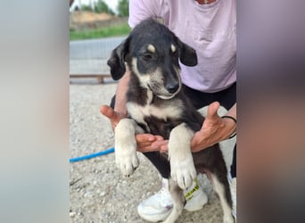 Irene hat einen Plan - Sie müssen nur noch "ja" sagen