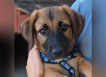 Faye - Kuschelpartner gesucht!